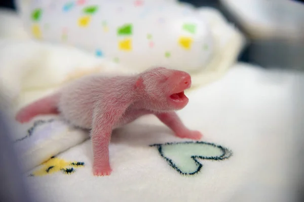 Uno Los Cachorros Gemelos Recién Nacidos Entregados Por Panda Gigante —  Fotos de Stock