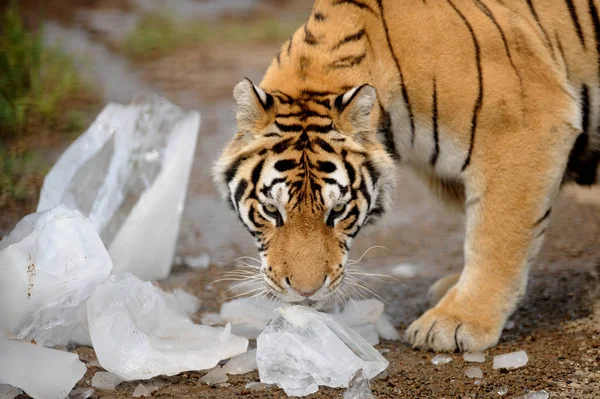 A Siberian tiger licks ice to cool off on a scorcher at Guaipo Northeast Tiger Park in Shenyang city, northeast China\'s Liaoning province, 4 August 2016.
