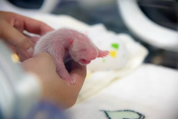 Una Trabajadora Enfermería Encarga Uno Los Cachorros Gemelos Recién Nacidos — Foto de Stock