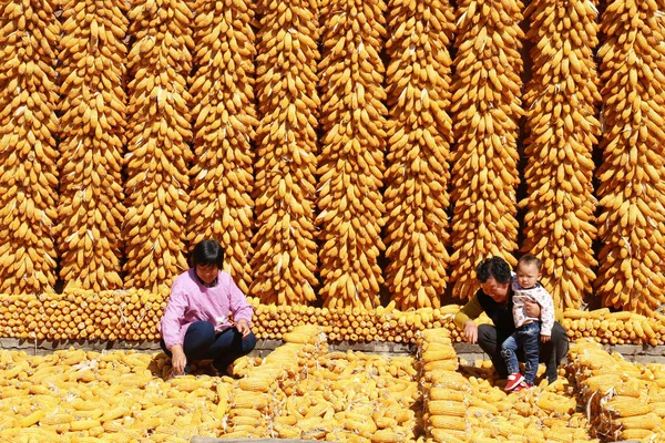Китайські Фермери Сухої Кукурудзи Сонячних Променів Селі Weicun Huangzhuang Town — стокове фото