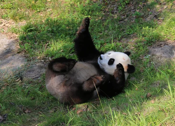 Ein Riesenpanda Rollt Auf Das Gras Die Sonne Ökologischen Park — Stockfoto