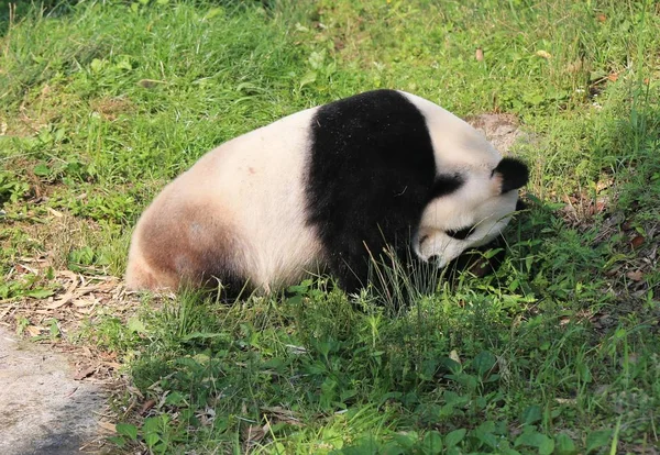 Panda Gigante Deambula Sobre Hierba Para Disfrutar Del Sol Parque —  Fotos de Stock