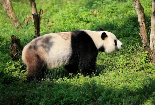 Гигантская Панда Бродит Траве Насладиться Солнцем Экологическом Парке Гигантская Панда — стоковое фото