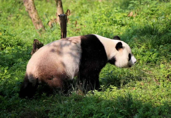 2016年6月14日 在中国东部安徽省黄山市秀宁县大熊猫生态公园 一只大熊猫在草地上翻滚 享受阳光 — 图库照片
