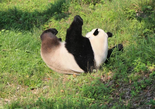 ジャイアントパンダは Xiuning 郡のジャイアントパンダ生態学的な公園で太陽を楽しむために 草の上に転がります 黄山市 東中国の安徽州 月2016 — ストック写真