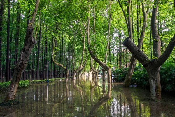 Деревья Отражены Воде Затопленного Кампуса Нанкинского Университета Науки Технологий Городе — стоковое фото