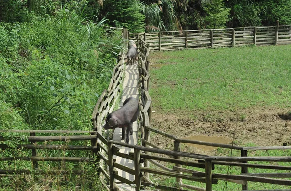 Prasata Potulují Chodníku Prasečí Farmě Kde Hudba Bazén Pro Svá — Stock fotografie