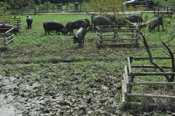 Prasata Potulují Trávě Prasečí Farmě Která Nabízí Hudbu Bazén Pro — Stock fotografie