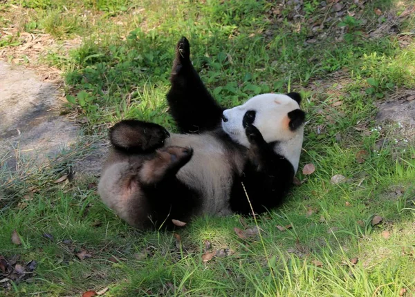 Гигантская Панда Катится Траве Насладиться Солнцем Гигантском Экологическом Парке Панда — стоковое фото