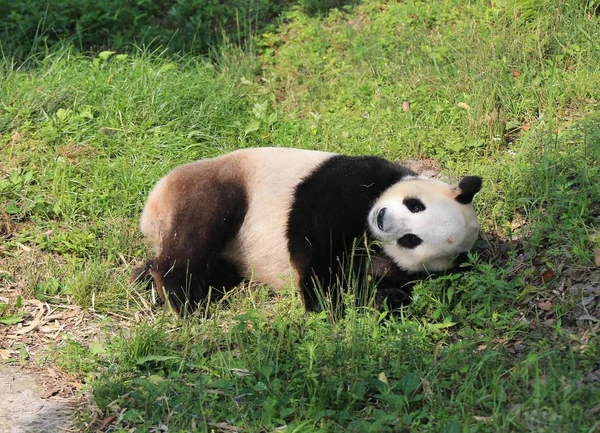 Panda Gigante Rola Grama Para Desfrutar Sol Parque Ecológico Panda — Fotografia de Stock