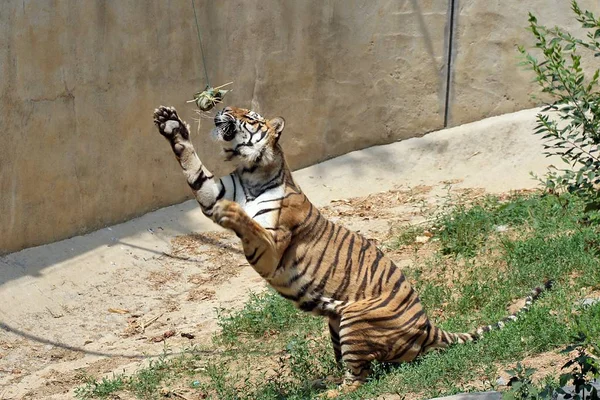 Tygrys Syberyjski Próbuje Chwycić Mięso Nadziewane Ryż Dumpling Lub Zongzi — Zdjęcie stockowe