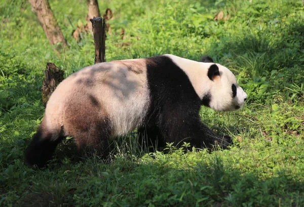 2016年6月14日 在中国东部安徽省黄山市秀宁县大熊猫生态公园 一只大熊猫在草地上漫步 享受阳光 — 图库照片