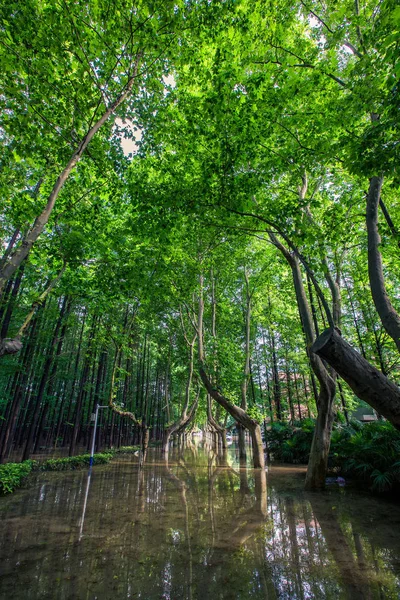 Árvores São Refletidas Água Campus Inundado Universidade Ciência Tecnologia Nanjing — Fotografia de Stock