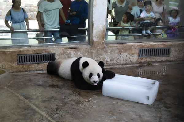 Egy Óriás Panda Botok Nyelvét Mert Fekszik Egy Jégtömb Lehűlni — Stock Fotó