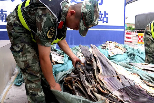 Uma Guarda Costeira Verifica Uma Tonelada Peles Crocodilo Contrabandeadas Cidade — Fotografia de Stock