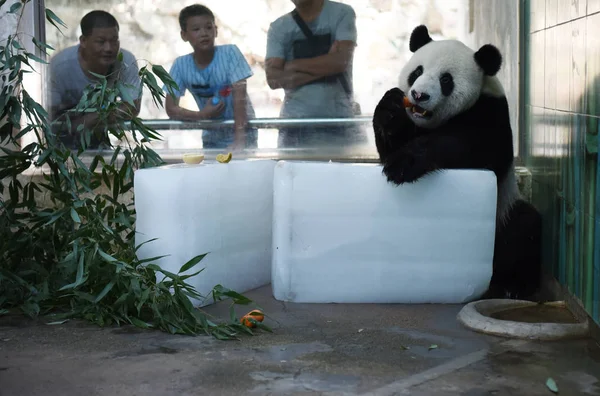 Panda Gigante Come Una Zanahoria Mientras Encuentra Bloques Hielo Para —  Fotos de Stock