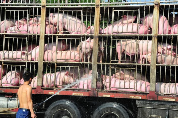 Řidič Spreje Vodu Prasatech Kamionu Vychladnout Spalující Den Městě Kunshan — Stock fotografie