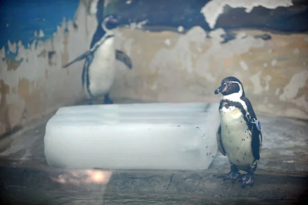 Pinguins Ficam Lado Bloco Gelo Para Refrescar Dia Escaldante Zoológico — Fotografia de Stock