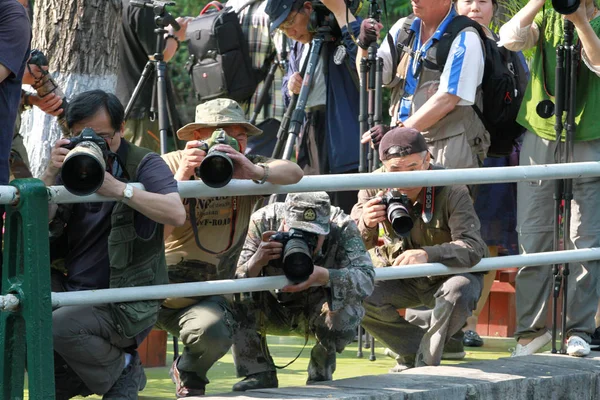 Fotografi Cinesi Scattano Foto Paio Anatre Mandarine Mentre Saltano Fuori — Foto Stock