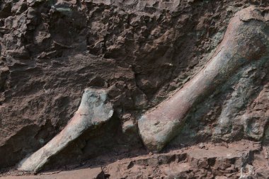 View of dinosaur fossils concentrated in a wall 150 meters long, 2 meters deep and 8 meters tall, at the excavation site in Laojun village, Pu'an town, Yunyang county, Chongqing, China, 27 June 2017 clipart