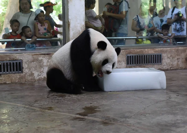 Panda Gigante Yace Bloque Hielo Para Refrescarse Día Abrasador Zoológico —  Fotos de Stock