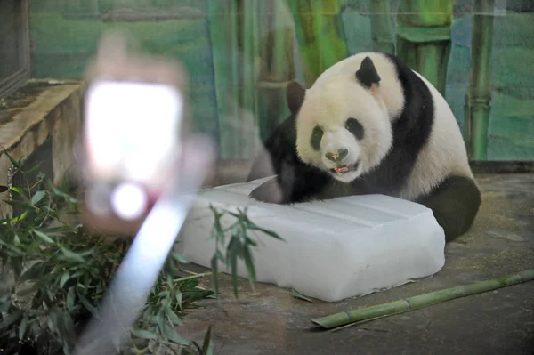 Egy Óriás Panda Hazudik Jégtömb Lehűlni Perzselő Nap Wuhan Állatkert — Stock Fotó