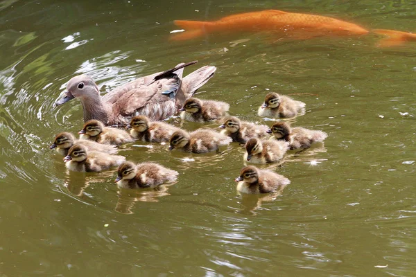 Par Patos Mandarim Bebê Seguir Sua Mãe Para Corpo Água — Fotografia de Stock
