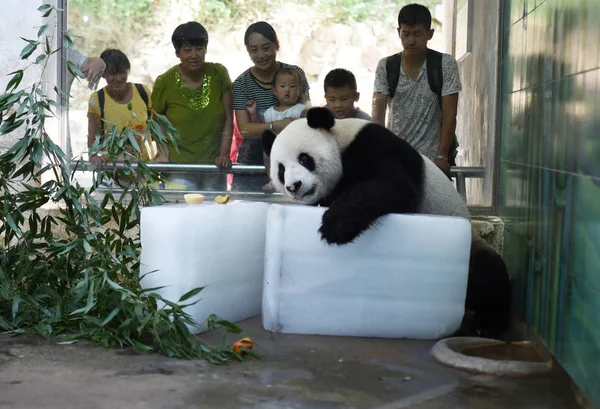 Panda Gigante Encuentra Bloques Hielo Para Refrescarse Día Abrasador Zoológico —  Fotos de Stock
