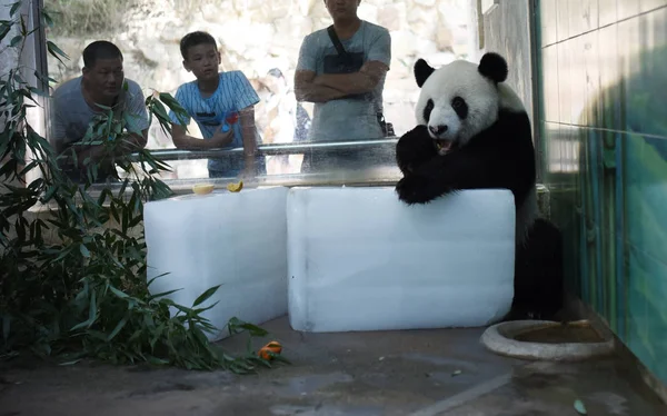 Panda Gigante Come Una Zanahoria Mientras Encuentra Bloques Hielo Para —  Fotos de Stock