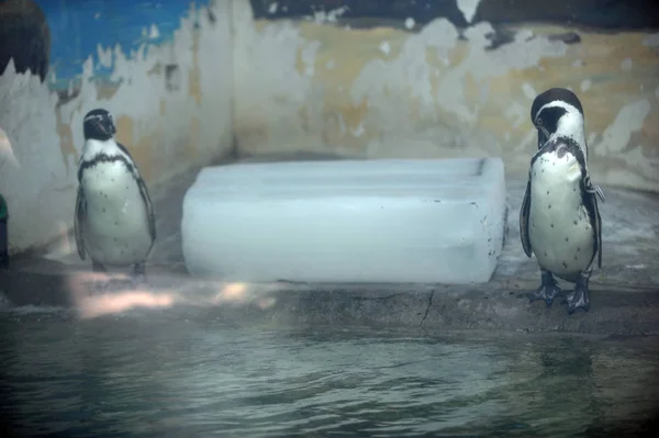 Пингвины Стоят Рядом Блоком Льда Остыть Жаркий День Зоопарке Ухань — стоковое фото