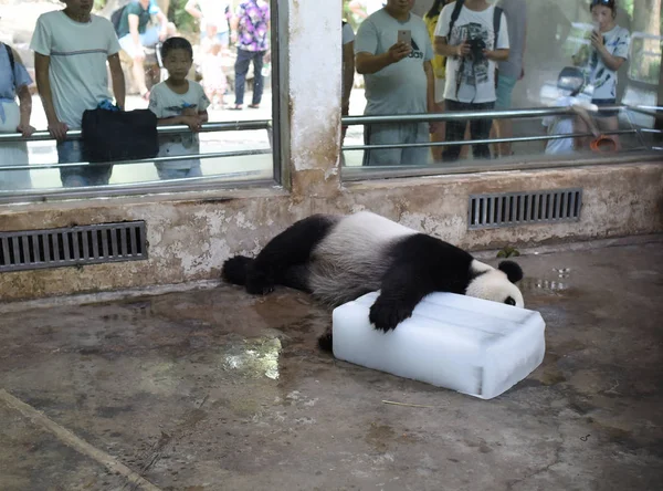 Obří Panda Leží Bloku Ledu Vychladnout Spalující Den Wuhan Zoo — Stock fotografie