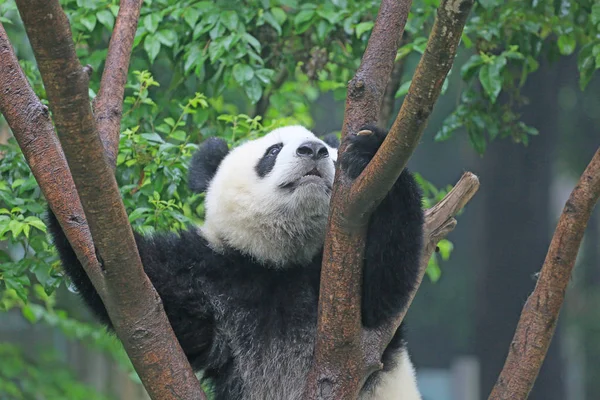 2016年7月25日 在中国西南四川省成都市大熊猫繁育成都研究基地 一只大熊猫爬上一棵树 — 图库照片