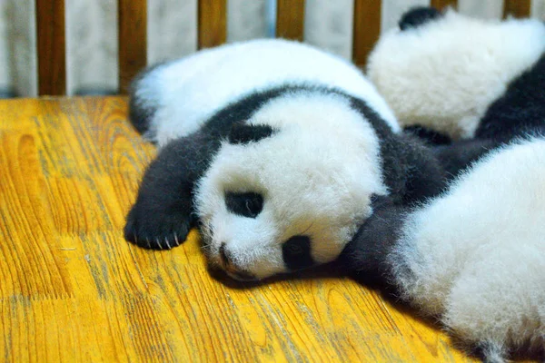 File Des Petits Panda Géants Reposent Dans Lit Base Recherche — Photo