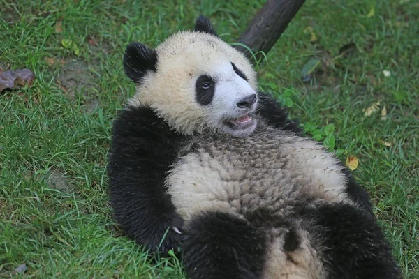 Obrovská Panda Odpočívá Trávníku Čcheng Research Base Panda Kde Nachází — Stock fotografie