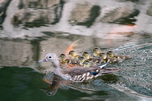 赤ちゃん鴛鴦のカップル Nestbox 飛び出すと兆麟公園 2017 日中国北東部の黒龍江省ハルビン市で池にバウンス後水の近くに本体に母親に従ってください — ストック写真