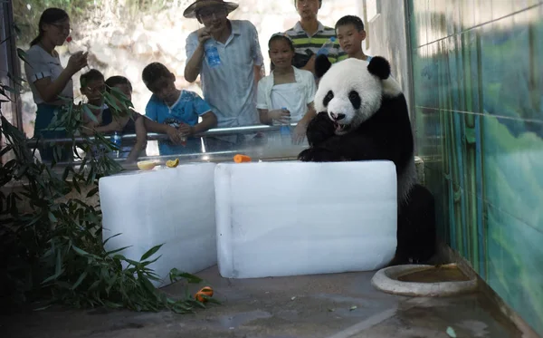 Panda Gigante Come Una Manzana Mientras Encuentra Bloques Hielo Para — Foto de Stock
