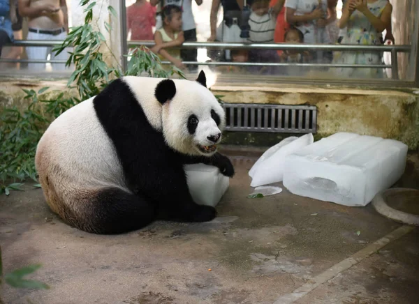 Obří Panda Leží Bloky Ledu Ochladit Spalující Den Wuhan Zoo — Stock fotografie