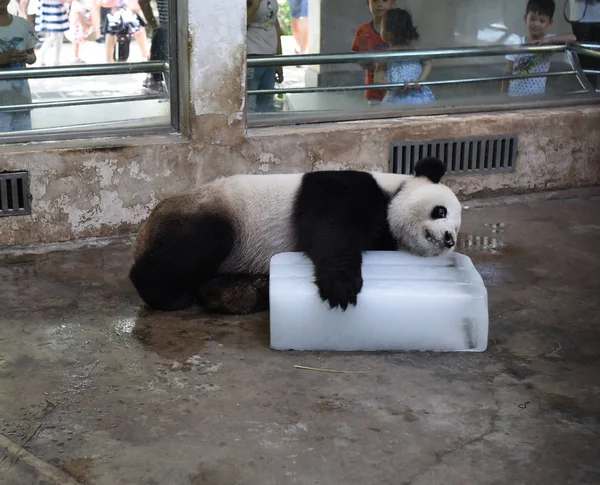 Panda Gigante Fica Bloco Gelo Para Refrescar Dia Escaldante Zoológico — Fotografia de Stock