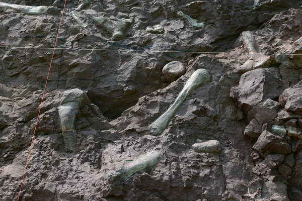 Uitzicht Dinosaurus Fossielen Geconcentreerd Een Muur 150 Meter Lang Meter — Stockfoto