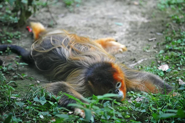 Mono Dorado Yace Suelo Para Refrescarse Día Abrasador Zoológico Wuhan — Foto de Stock
