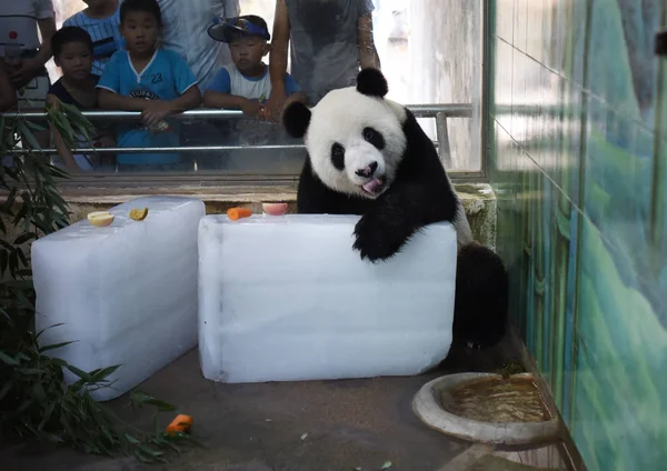 Panda Gigante Fica Blocos Gelo Para Refrescar Dia Escaldante Zoológico — Fotografia de Stock