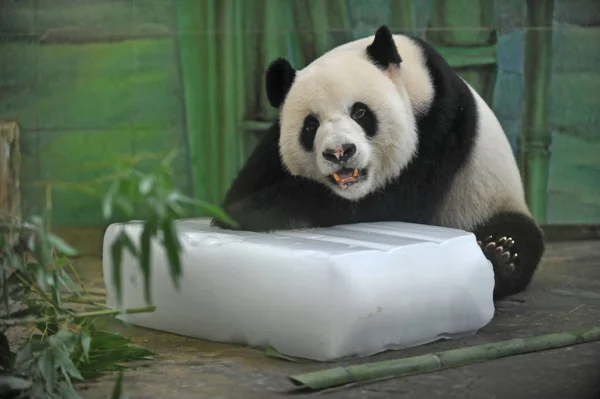 Giant Panda Znajduje Się Bryłę Lodu Ostygnięcia Upalny Dzień Wuhan — Zdjęcie stockowe
