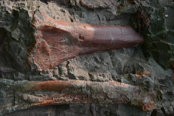 Blick Auf Dinosaurierfossilien Konzentriert Einer Wand 150 Meter Lang Meter — Stockfoto