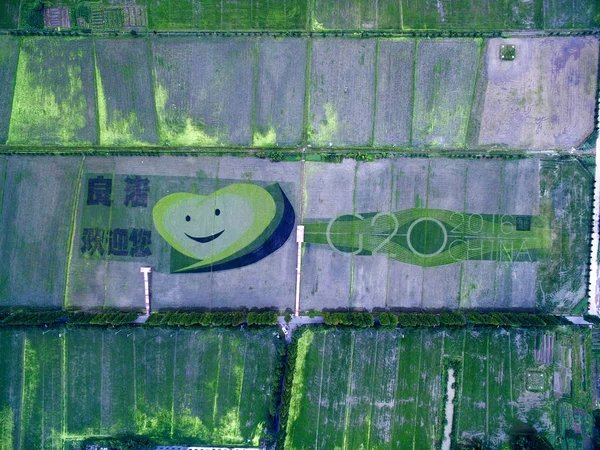 Pinturas Arroz Con Cáscara Una Caricatura Sonriente Logotipo Del Grupo —  Fotos de Stock