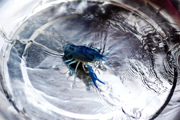 Vista Del Cangrejo Azul Nacido Con Una Mutación Genética Capturada — Foto de Stock