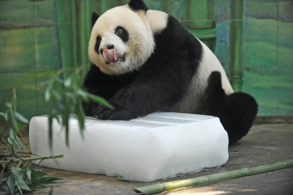 Gigantyczna Panda Wbija Swój Język Ponieważ Leży Bloku Lodu Aby — Zdjęcie stockowe