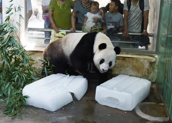 在中国中部湖北省武汉市武汉动物园 一只大熊猫躺在冰块上降温 — 图库照片