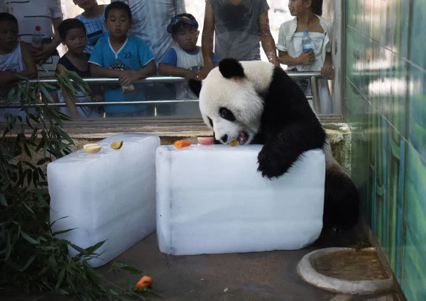 Panda Gigante Fica Blocos Gelo Para Refrescar Dia Escaldante Zoológico — Fotografia de Stock