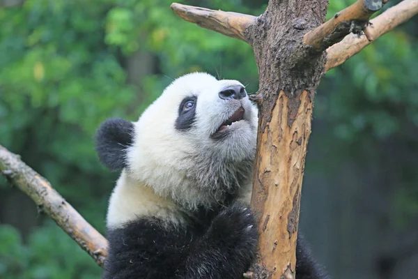 Obří Panda Šplhá Stromu Čcheng Výzkumné Základně Čcheng Bábu Chengdu — Stock fotografie