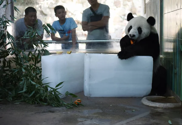 Panda Gigante Come Una Zanahoria Mientras Encuentra Bloques Hielo Para —  Fotos de Stock